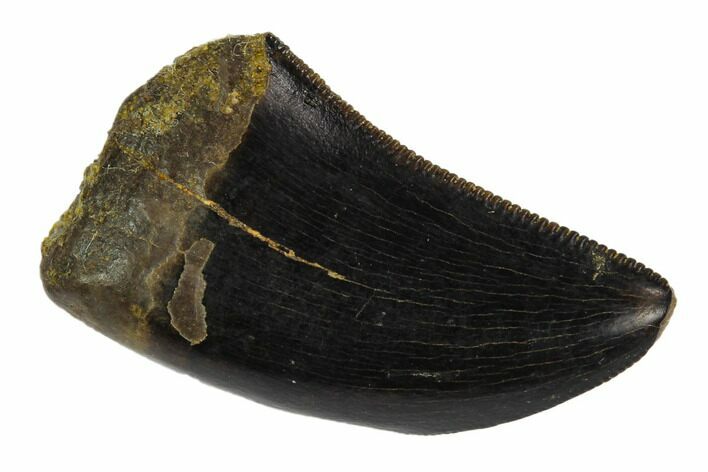 Serrated, Tyrannosaur (Nanotyrannus?) Tooth - Montana #129384